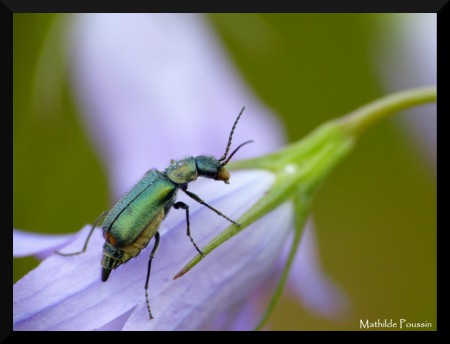 Harmonie des couleurs