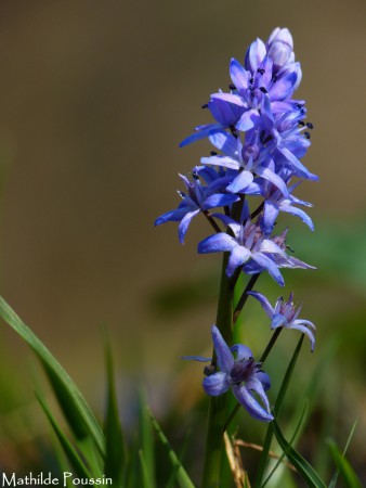 Scille à deux feuilles