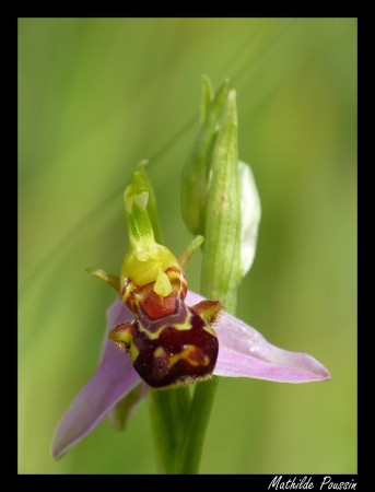  Ophrys abeille - Ophrys apifera (orchidée d'une dizaine de centimètres vivant sur des pelouses sèches calcaires)