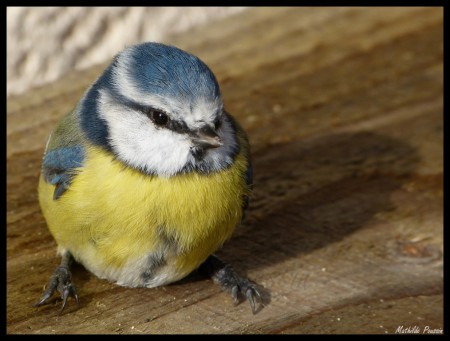 Mésange bleue