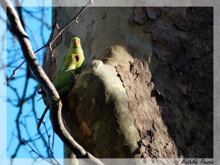 Perruches à collier (sauvages)
