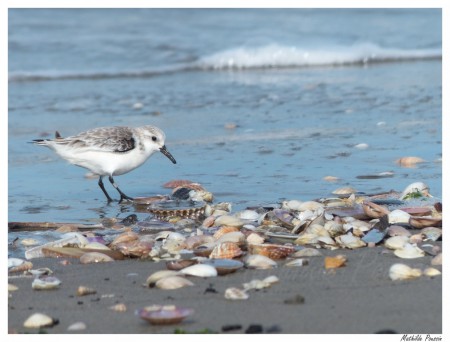Bécasseau sanderling