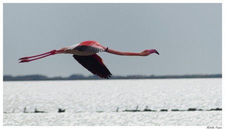 Flamant rose